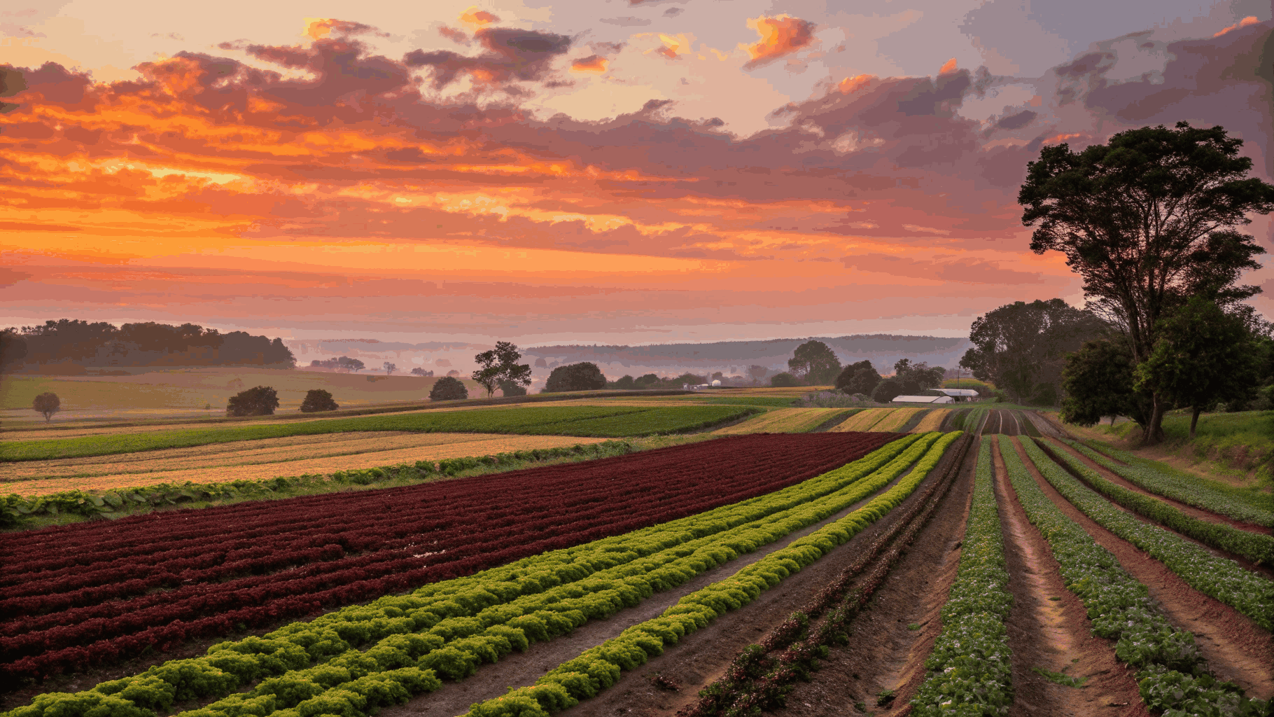 Global farmstay landscape at sunset